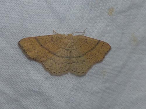 Réf. 271 156 : Cyclophora suppunctaria